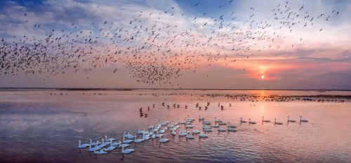 ▲黄河口生态旅游区春季“观鸟热”。（来源：东营市文化和旅游局）