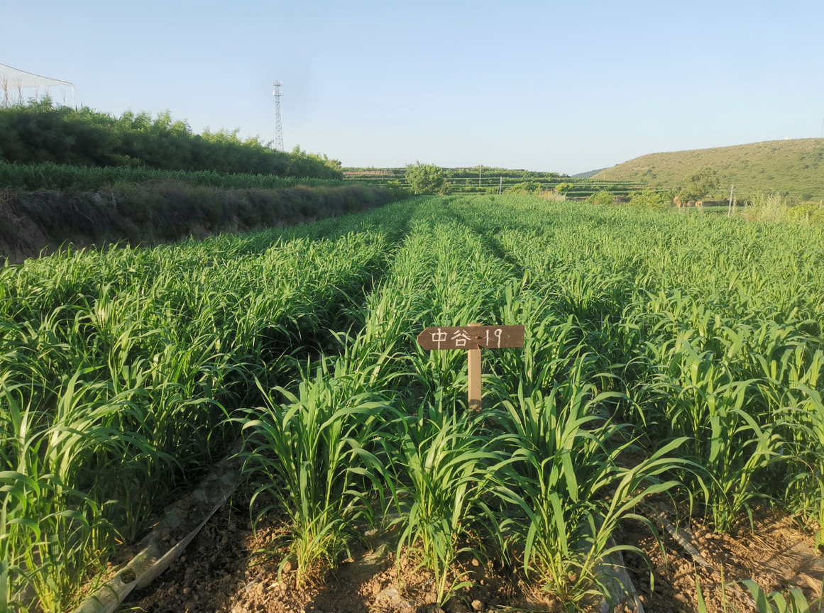西青北村打造高产小米示范基地。