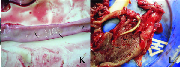 很吓人，害怕的不用硬看。图：参考文献4