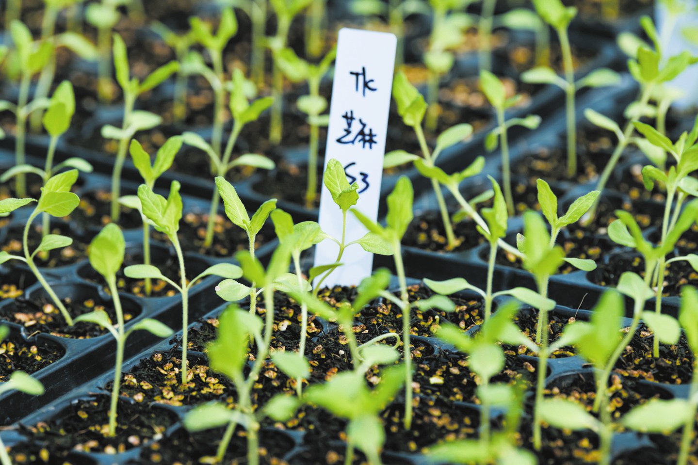 在龙泉镇五一村田间大棚内,用"太空种子"培育出的芝麻苗生机勃勃
