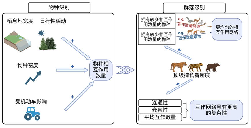 顶级捕食者重塑中国东北地区森林物种相互作用网络。受访者供图
