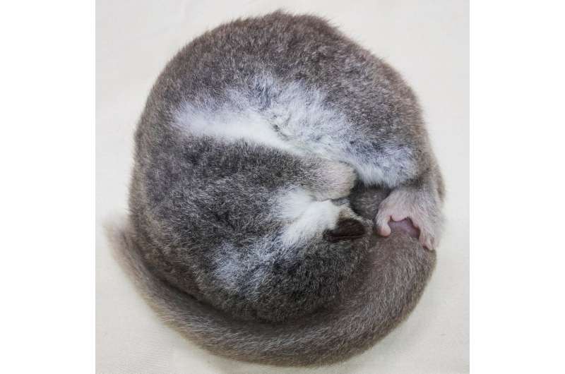 图源：杜克大学