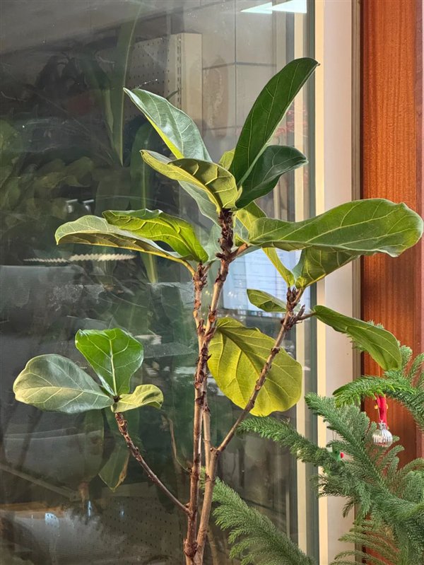 图注：作者的琴叶榕，杆细叶少，就只是一个没死而已。