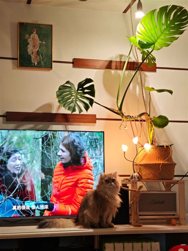 图注：作者的龟背竹，纯植物灯灯养，只要不怕耗电，新叶也是蹭蹭冒。