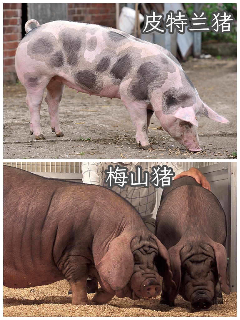 防止肥胖,要像“猪”一样吃饭|体脂率_新浪财经_新浪网
