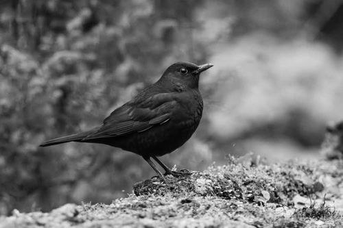 图片来源：Ytje Veenstra/Shutterstock