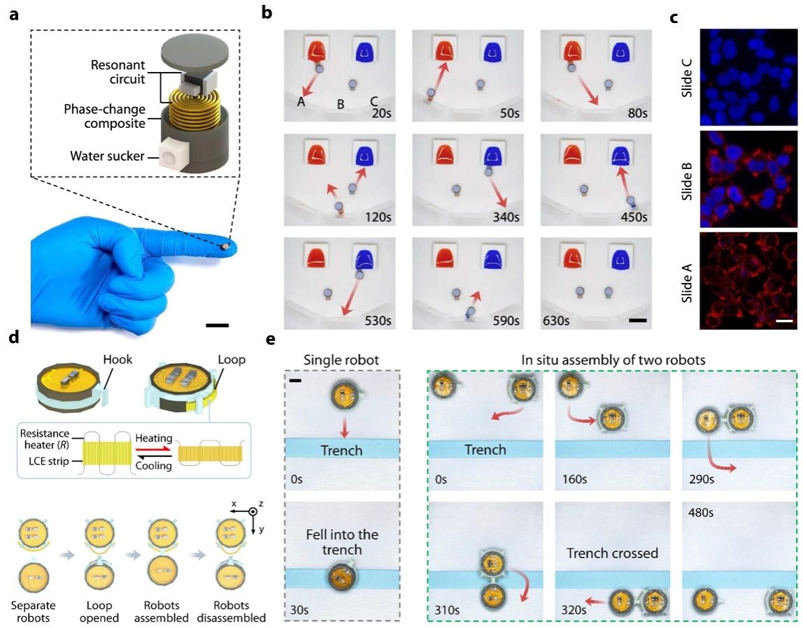 图2.动态可重编程磁性软体机器的多领域应用