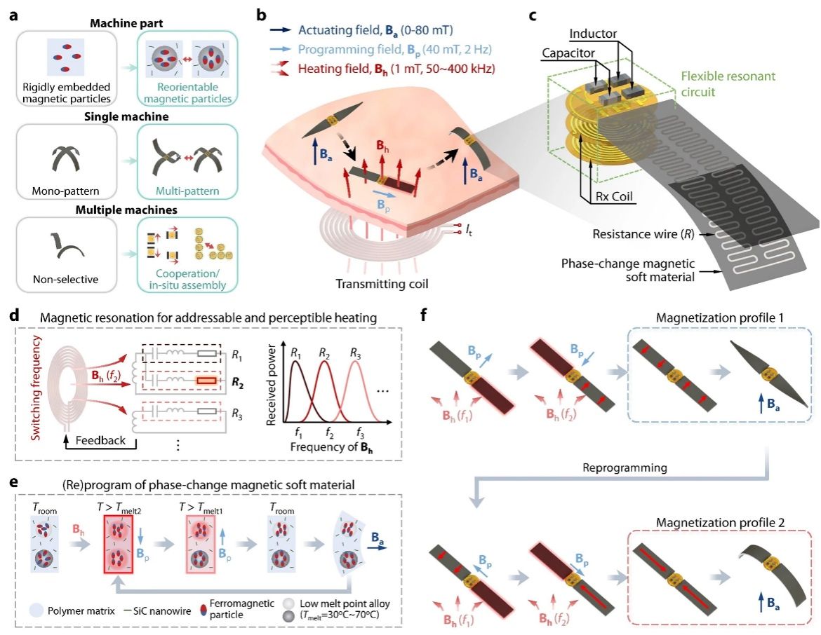 图1.动态可重编程的磁性软体机器设计
