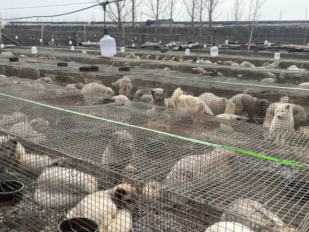 你吃的牛肉可能是被禁的狐貉肉！|刘猛_新浪财经_新浪网