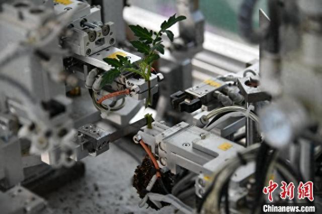 2025年3月，桐乡市数字种苗未来农场内，机器人嫁接种苗。桐乡官方供图