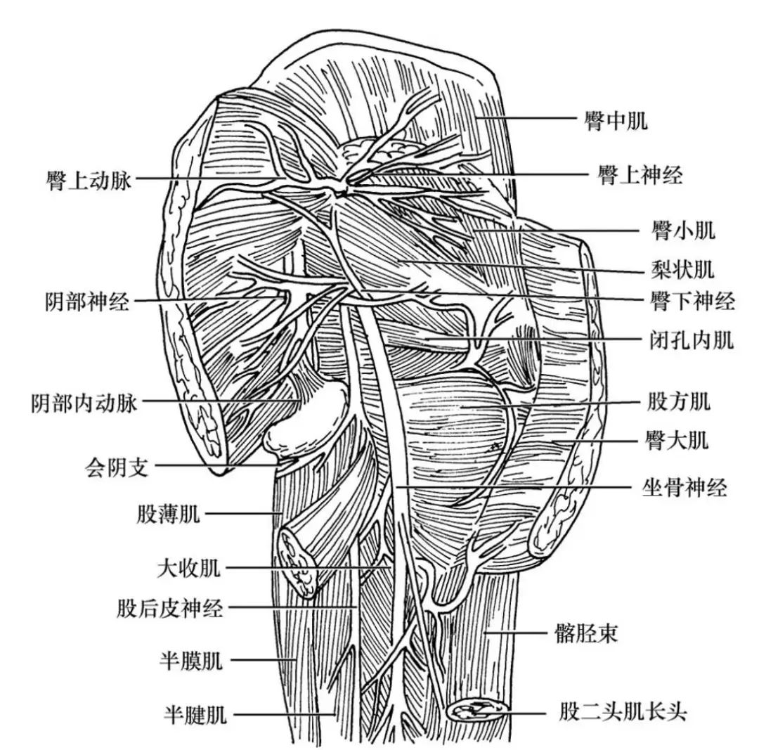 臀部肌肉,血管及神经