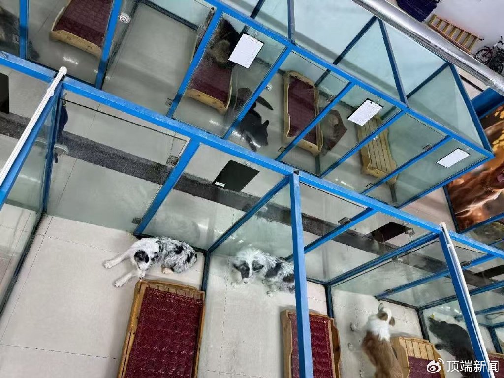 9800学训犬再掏2000“包拿证”，实探训犬业乱象（训犬师学校学费多少钱）