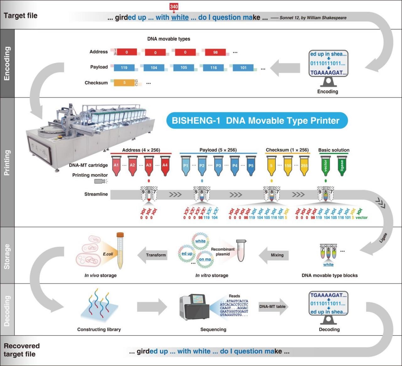 DNA活字存储流程图
