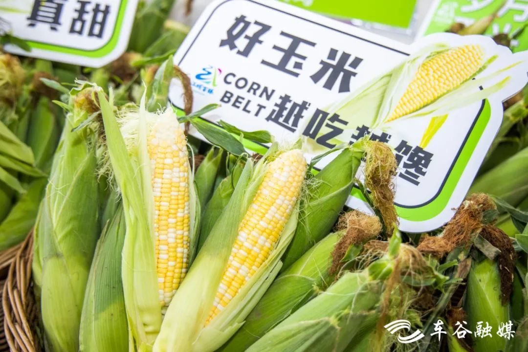 汉南甜玉米资料图。图源：武汉经开区微信公众号