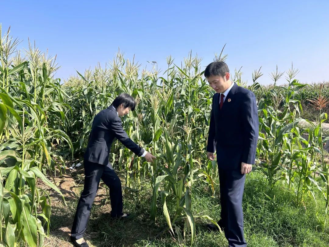 汉南甜玉米种植基地。通讯员代琪供图 