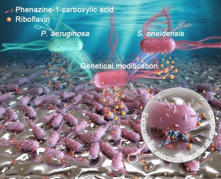 基因编辑电活性奥奈达希瓦氏菌。东北大学供图
