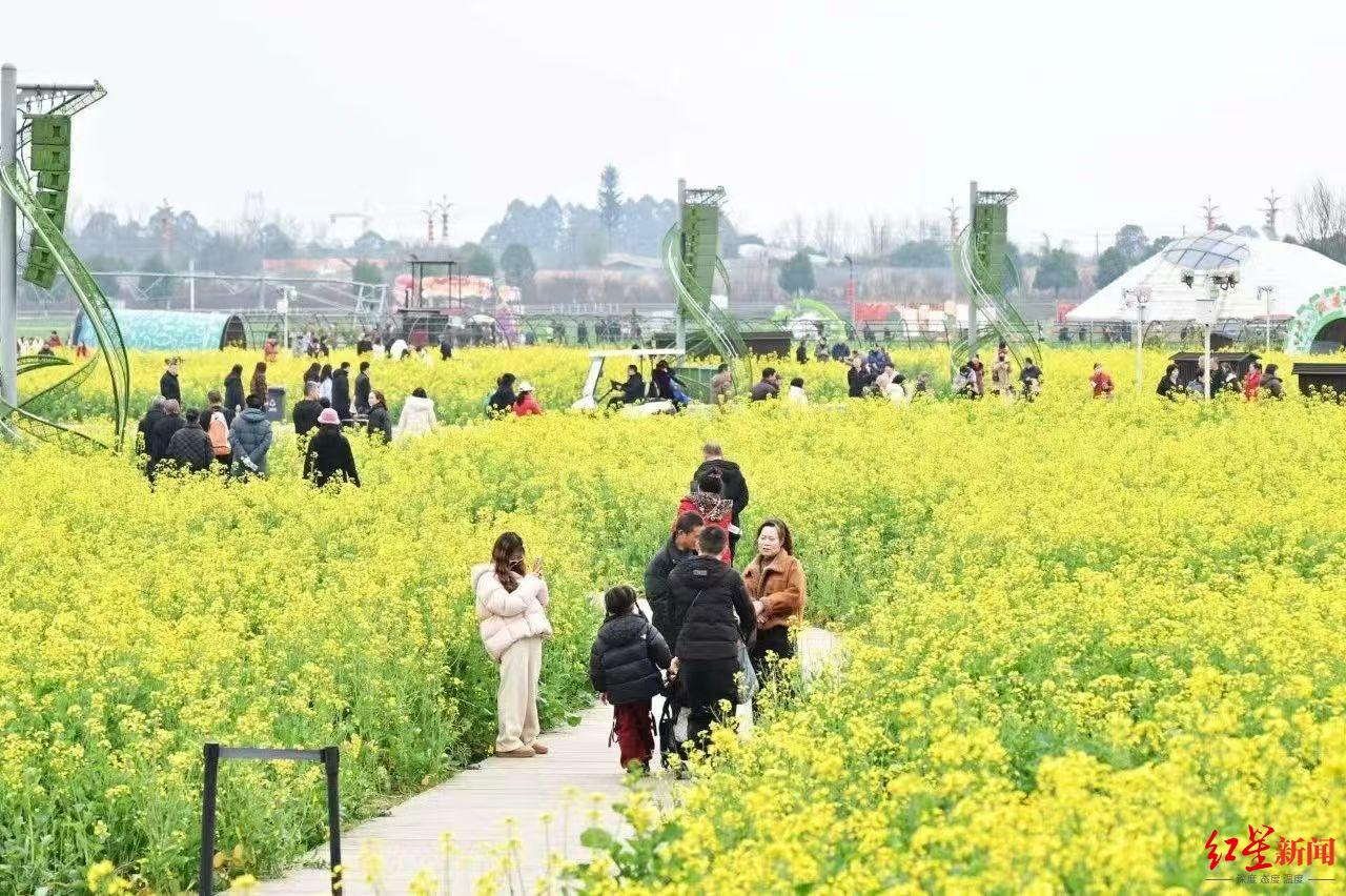 ▲游客到天府农博园赏花