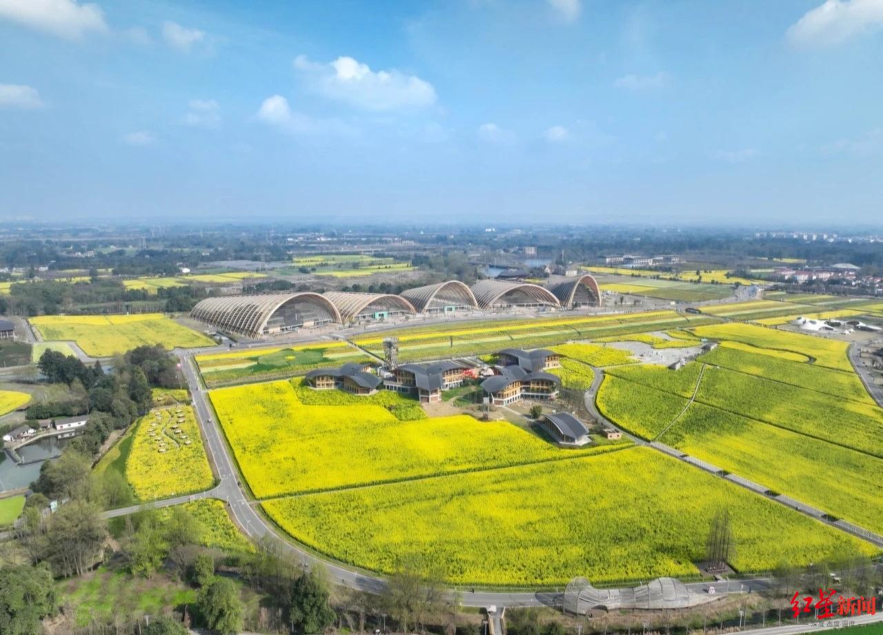 ▲天府农博园近千亩油菜花海翻涌如浪