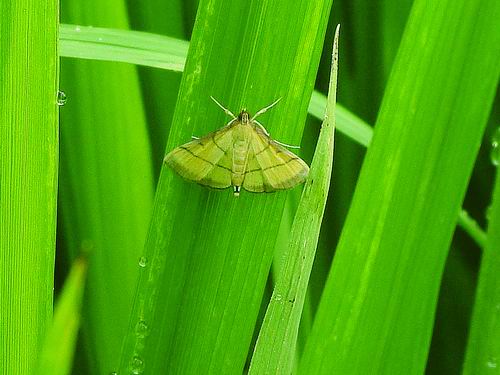 ▲稻纵卷叶螟成虫。