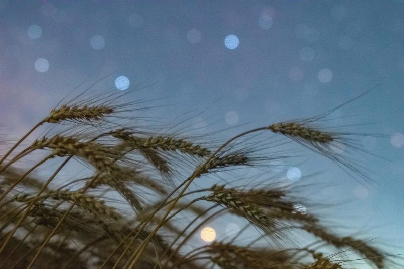 2024年7月30日在黑龙江省富锦市上街基镇万有村拍摄的星空下的麦田。新华社发（曲玉宝 摄）