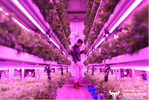 ▲在第四届多多农研大赛中，上海农科院队为植物工厂的生菜进行补光。（摄影 倪永孝）