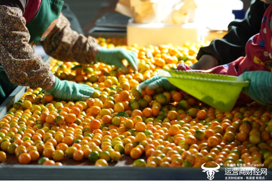 ▲去年，首批进入“新质商家扶持计划”的农产区，产业带达到上千个。（摄影 李孟麟）