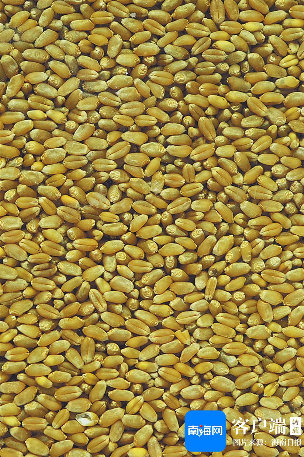 室内展览展示的小麦种子.海南日报全媒体记者 王程龙 摄