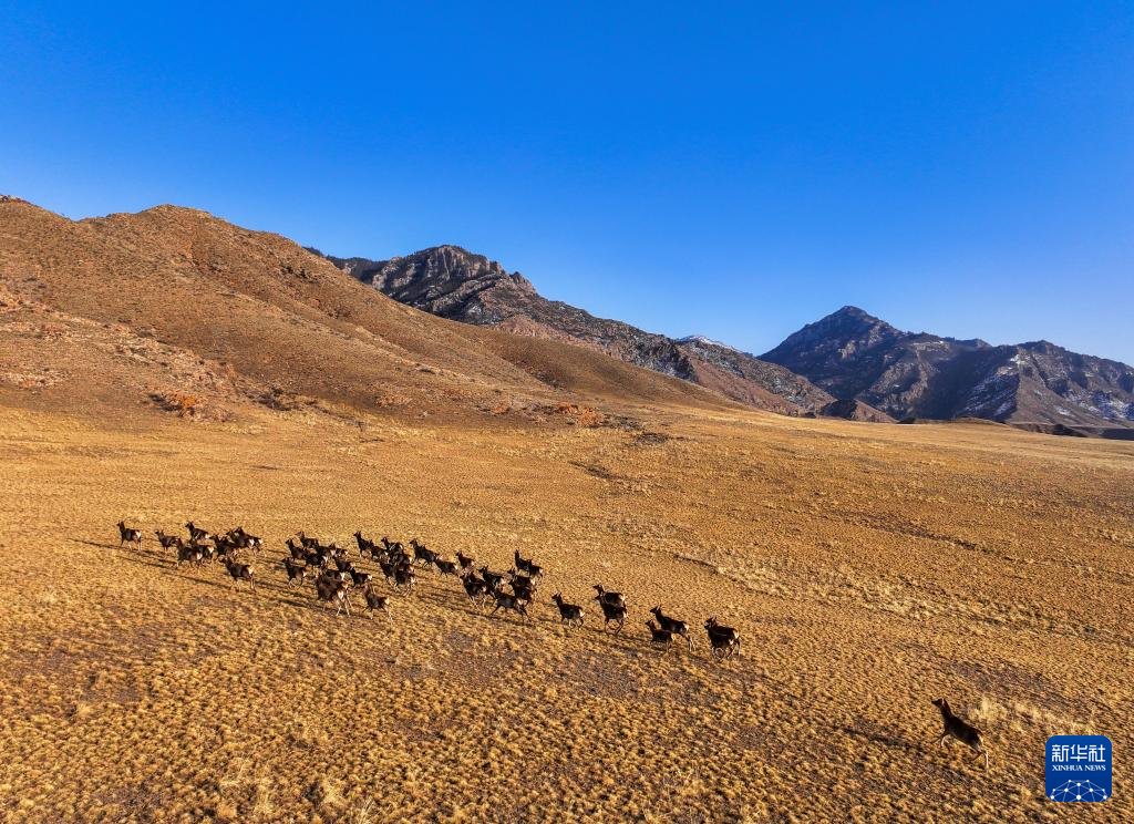 新华全媒 丨坚守贺兰山三十载 脚步践行绿色使命