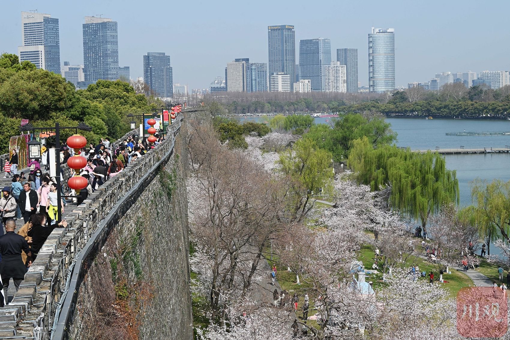 c视觉 | 南京明城墙下樱花盛开 好一幅山水城林春日画卷