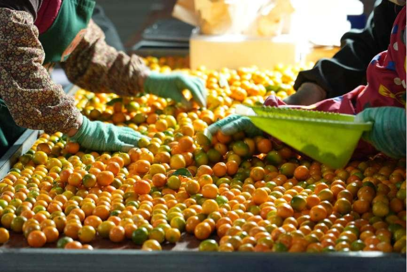 去年，首批进入“新质商家扶持计划”的农产区，产业带达到上千个。图源：拼多多