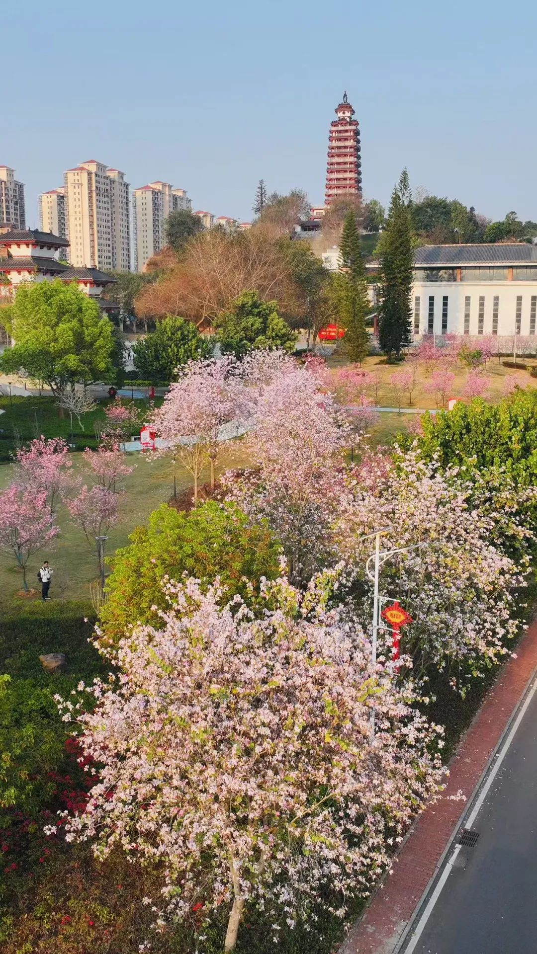 🤳肇庆超浪漫樱花季上线!