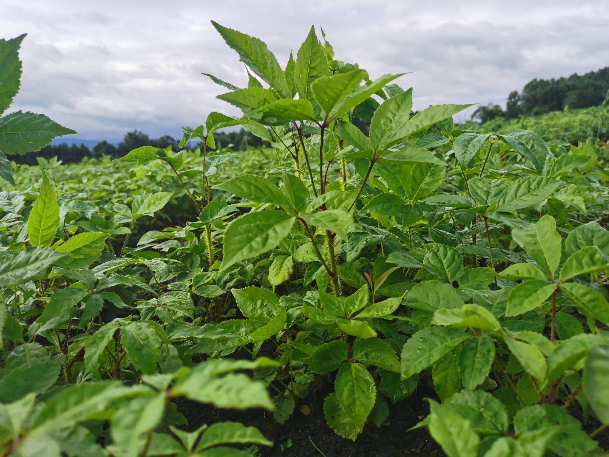 兩會歸來話落實|聚力建成全國最大的刺五加生產加工銷售基地 - 新浪香港