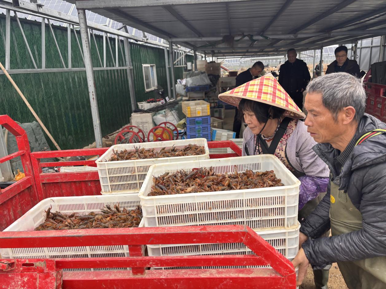 图为虾农在桂平蒙圩镇棉宠村光伏小龙虾基地装车