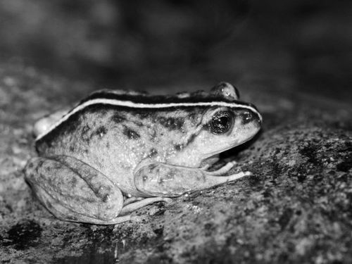 图片来源：Edvin Riveros