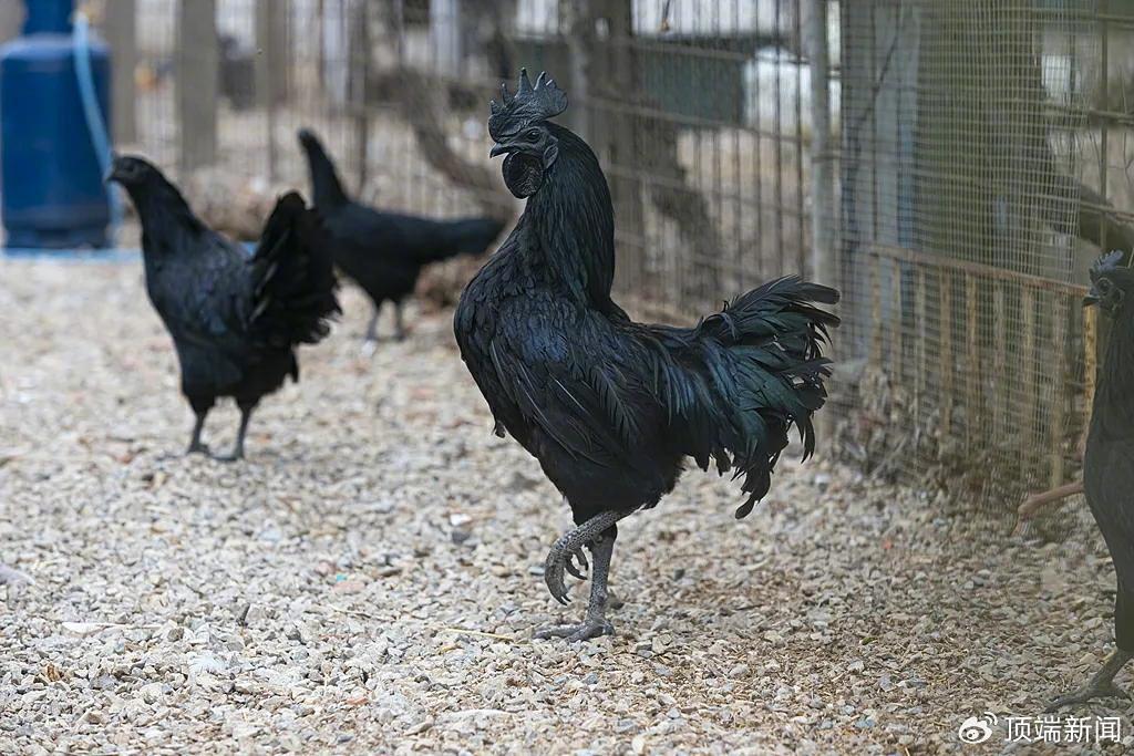 五黑鸡|图源:视觉中国
