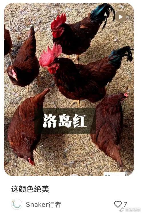 洛岛红鸡|图源:小红书@Snaker行者,已获得授权