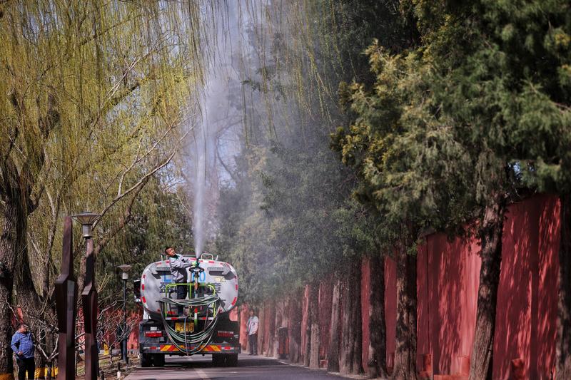 ▲2025年3月19日，北京红领巾公园，工作人员对路侧的圆柏洒水喷淋，以减少花粉飘散量。新京报记者 薛珺 摄