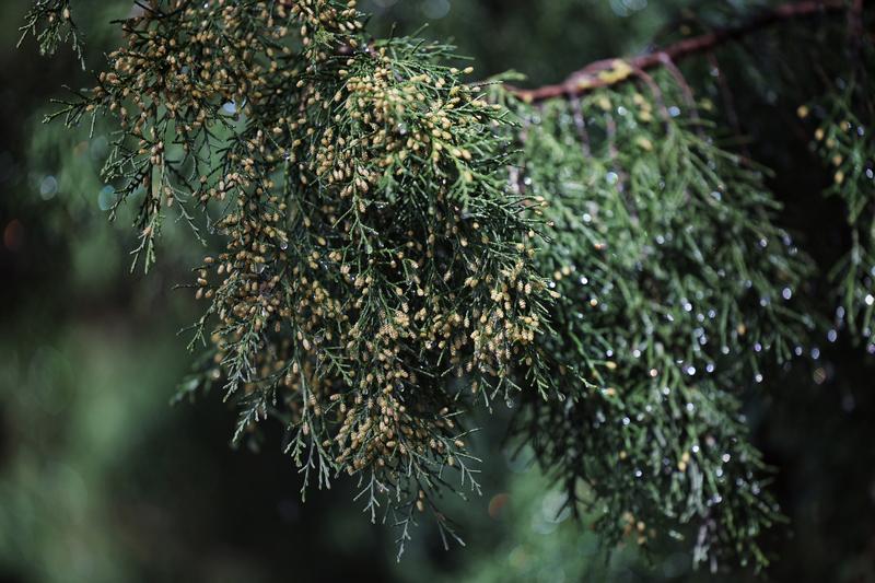 ▲2025年3月19日，北京红领巾公园，圆柏的花粉藏在金黄色的雄球花中。新京报记者 薛珺 摄