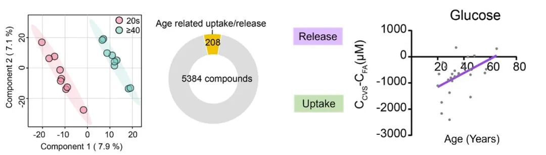 ▲ 人脑-血液代谢交换随年龄的改变；葡萄糖脑吸收和释放与年龄的关系