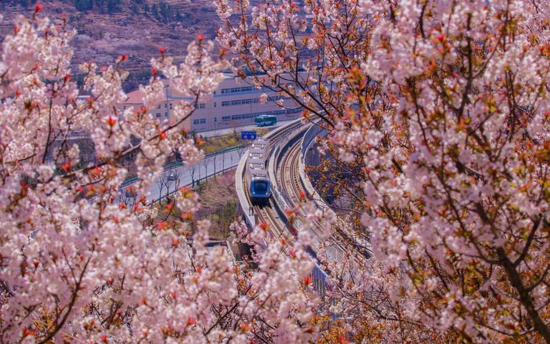 ▲青岛地铁蓝谷快线穿行春日花海。图/青岛地铁集团