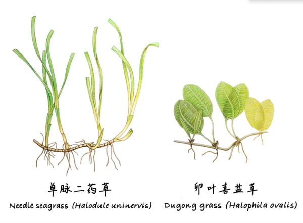 △ 这是广西合浦儒艮保护区内生长的两种海草