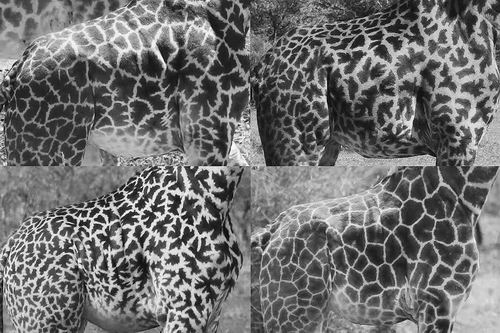 图片来源：Monica Bond