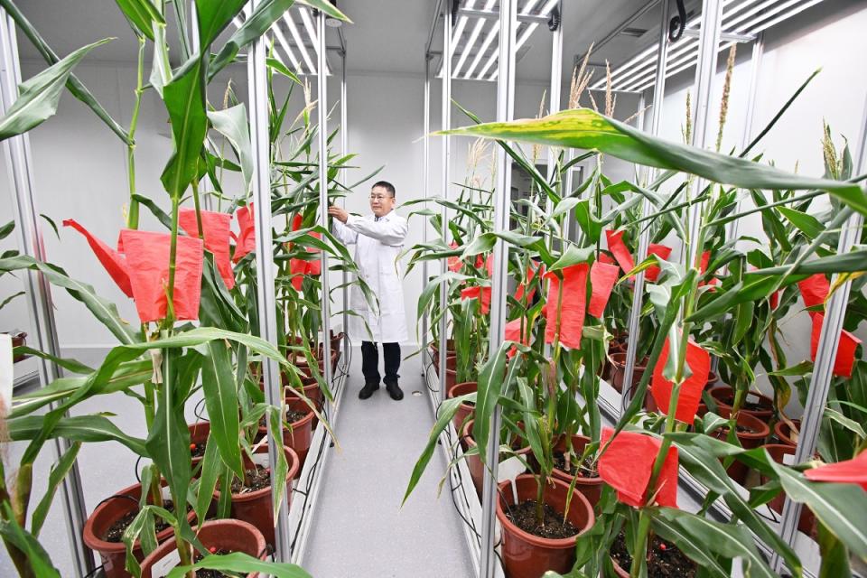 育种加速器内，技术员在查看玉米生长情况。记者 常鸣/摄