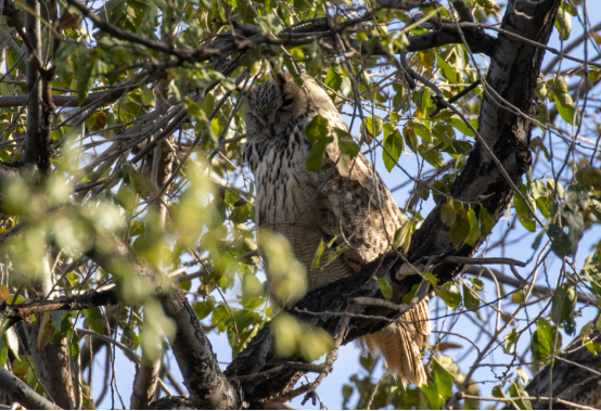 北京市区的雕鸮 不仔细看很难发现 作者拍摄