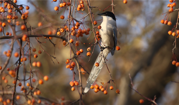 灰喜鹊 作者拍摄