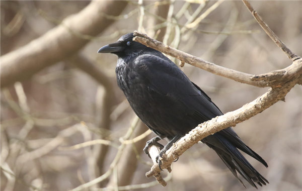 小嘴乌鸦，注意它有更小的喙，喙与头部的转折更平缓 作者拍摄