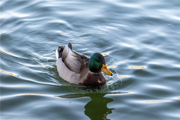 绿头鸭 作者拍摄