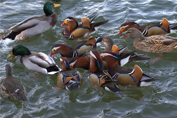 鸳鸯和鸭子一起争抢食物 作者拍摄