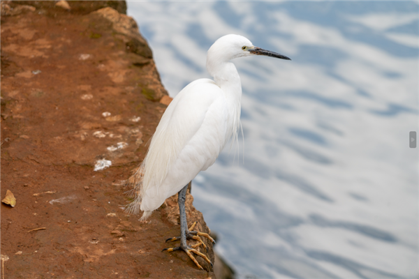 注意白鹭爪上的黄色 作者拍摄
