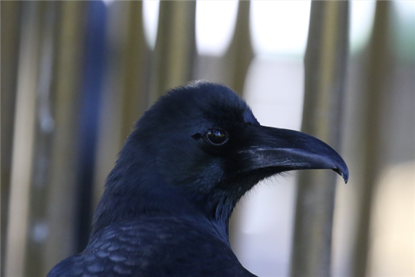 大嘴乌鸦，注意它的大喙和喙与头部之间的转折  作者拍摄